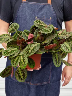 Maranta 'Red Prayer' — held in hand for size reference