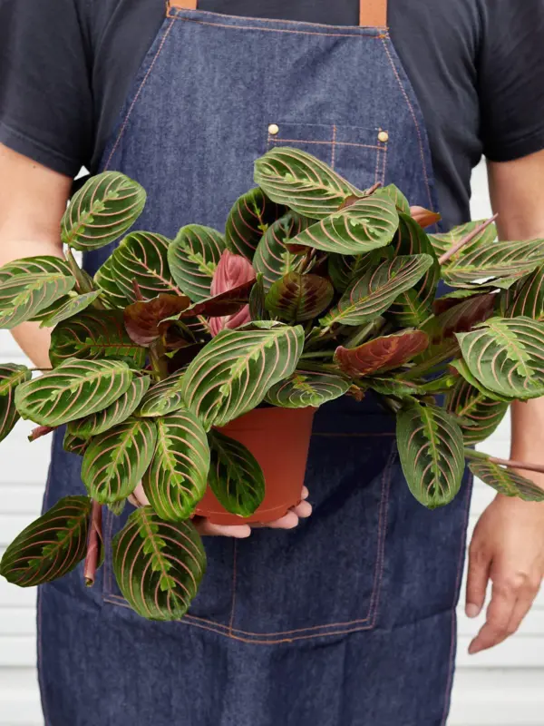 Maranta 'Red Prayer' — held in hand for size reference