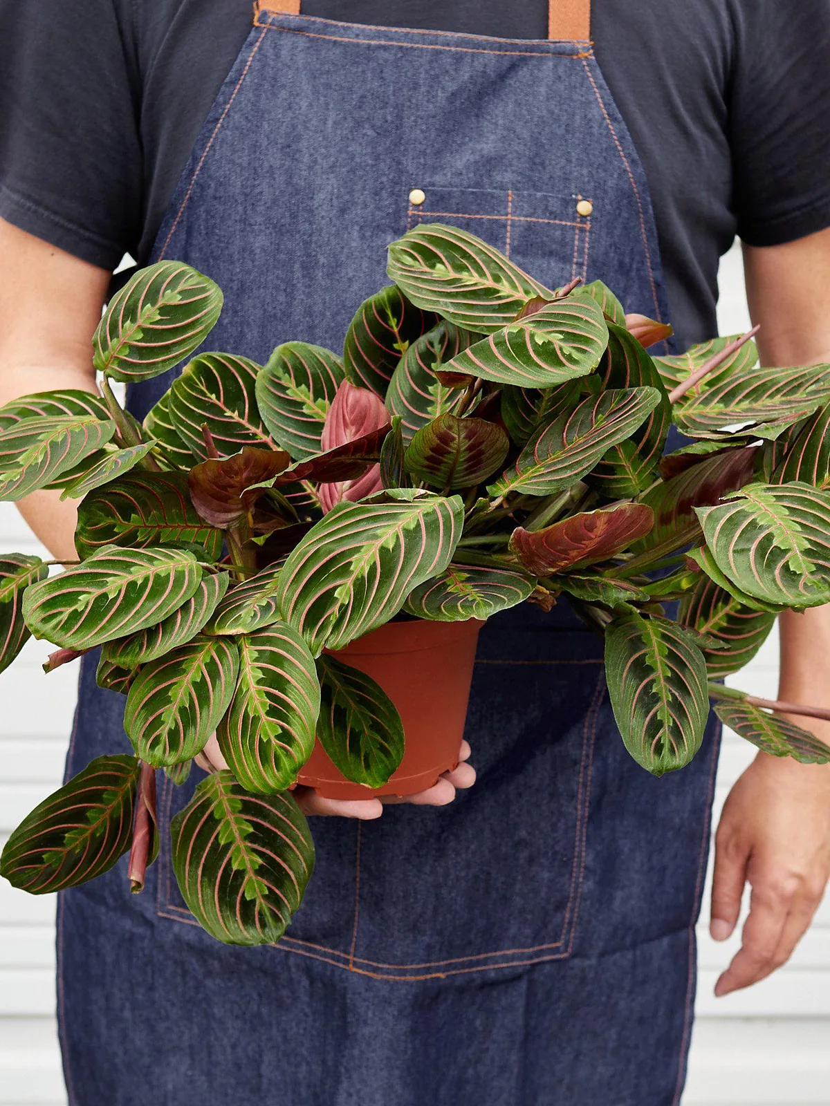 Maranta 