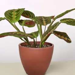 Maranta 'Red Prayer' — additional view