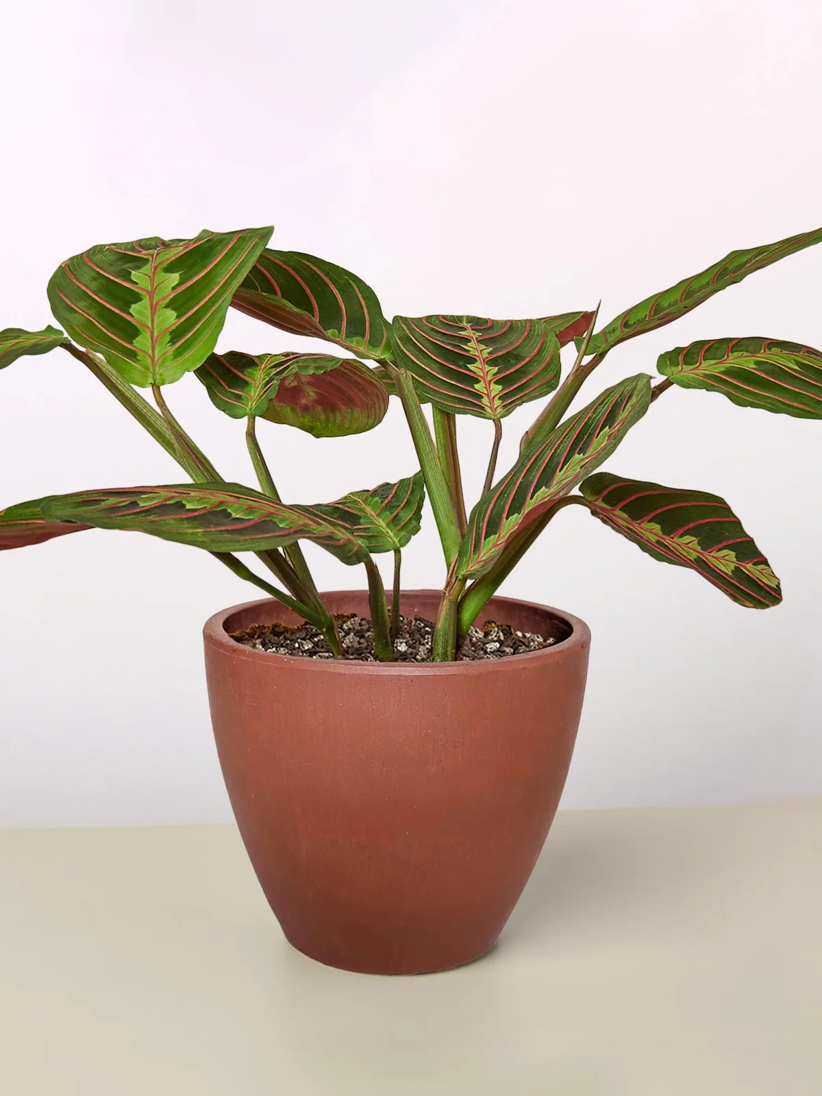 Maranta 