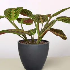 Maranta 'Red Prayer' — additional view