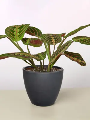 Maranta 'Red Prayer' — additional view
