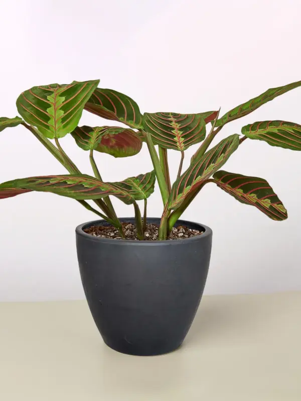 Maranta 'Red Prayer' — additional view