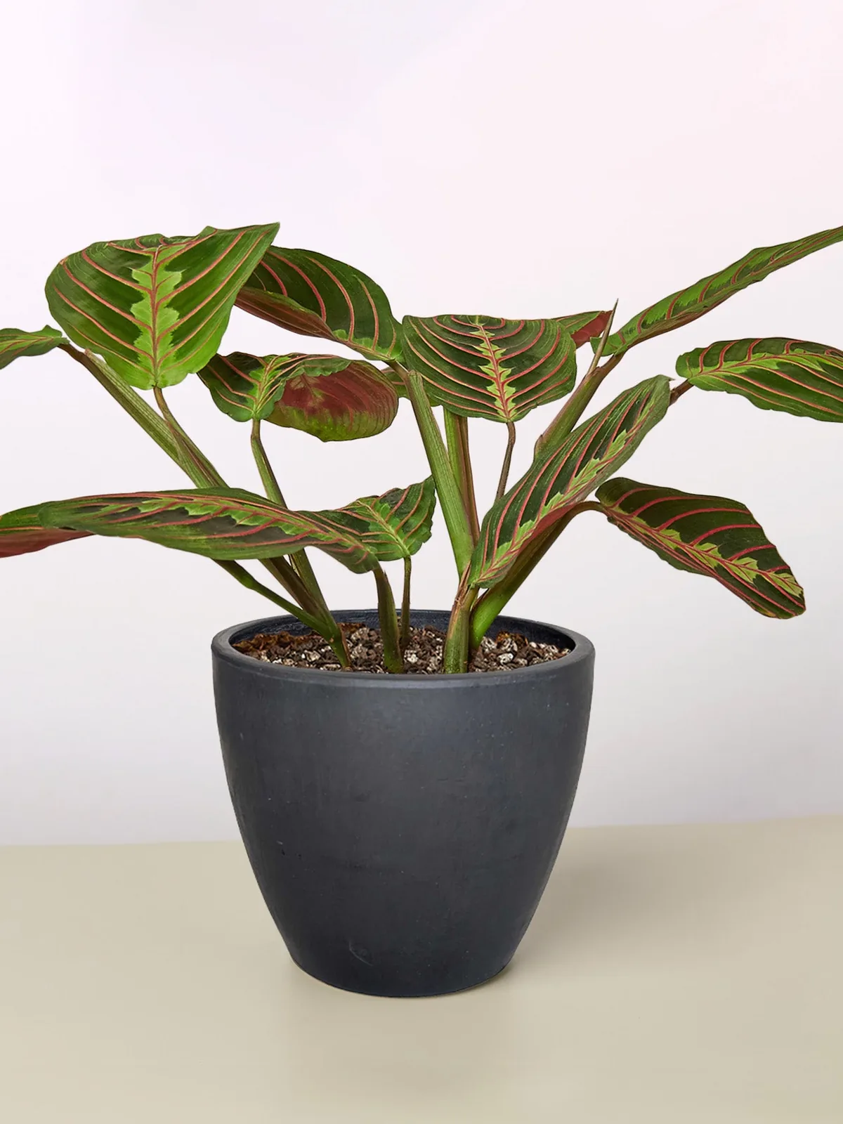Maranta 