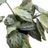 Maranta 'Silver Band' houseplant