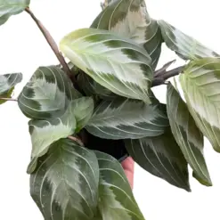 Maranta 'Silver Band' houseplant