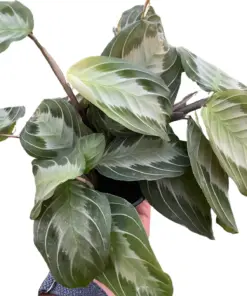 Maranta 'Silver Band' houseplant