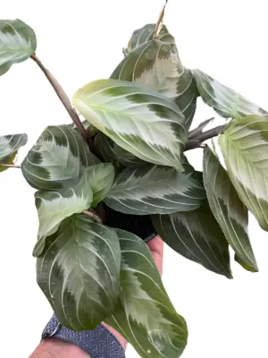 Maranta 'Silver Band' houseplant