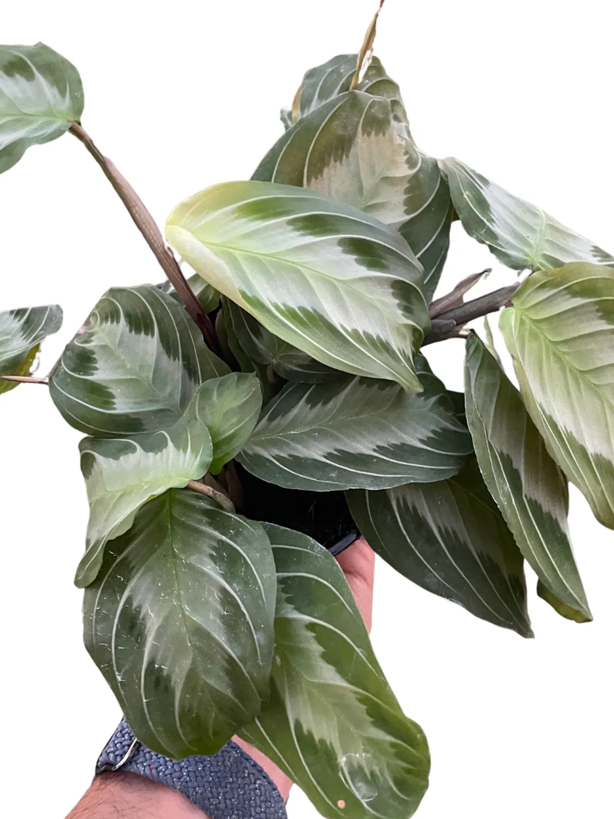 Maranta 