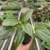 Monolena 'Primuliflora' Primulifloria houseplant