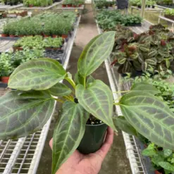 Monolena 'Primuliflora' Primulifloria houseplant