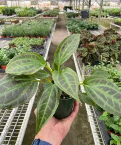Monolena 'Primuliflora' Primulifloria houseplant