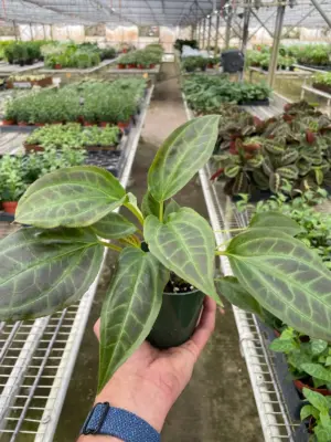 Monolena 'Primuliflora' Primulifloria houseplant