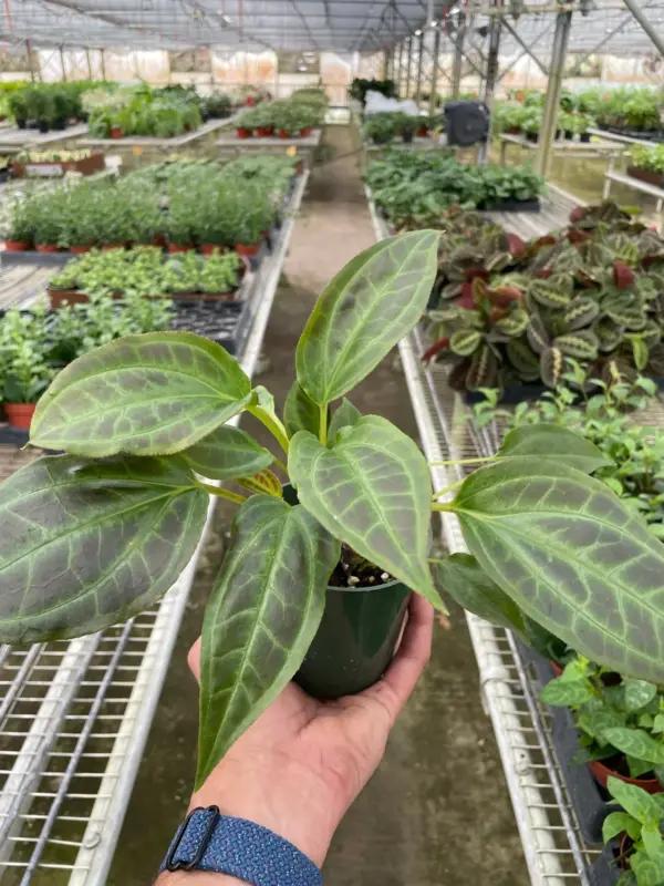 Monolena 'Primuliflora' Primulifloria houseplant