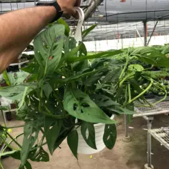 Monstera Adansonii 'Swiss Cheese' houseplant