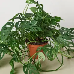 Monstera Adansonii 'Swiss Cheese' — additional view