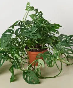 Monstera Adansonii 'Swiss Cheese' — additional view