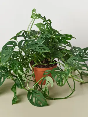 Monstera Adansonii 'Swiss Cheese' — additional view