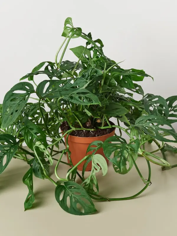 Monstera Adansonii 'Swiss Cheese' — additional view
