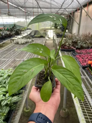 Monstera Adansonii 'Swiss Cheese' — additional view