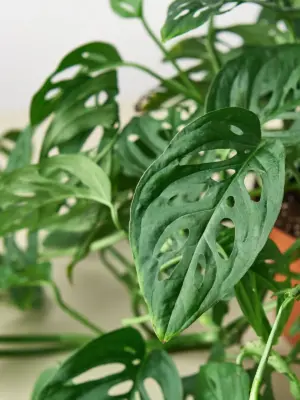 Monstera Adansonii 'Swiss Cheese' — leaf detail close-up