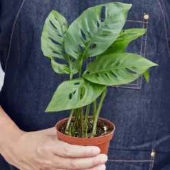 Monstera Adansonii 'Swiss Cheese' — additional view