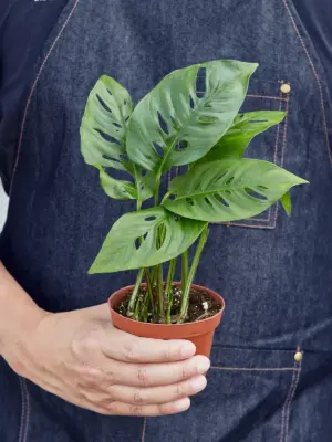 Monstera Adansonii 'Swiss Cheese' — additional view