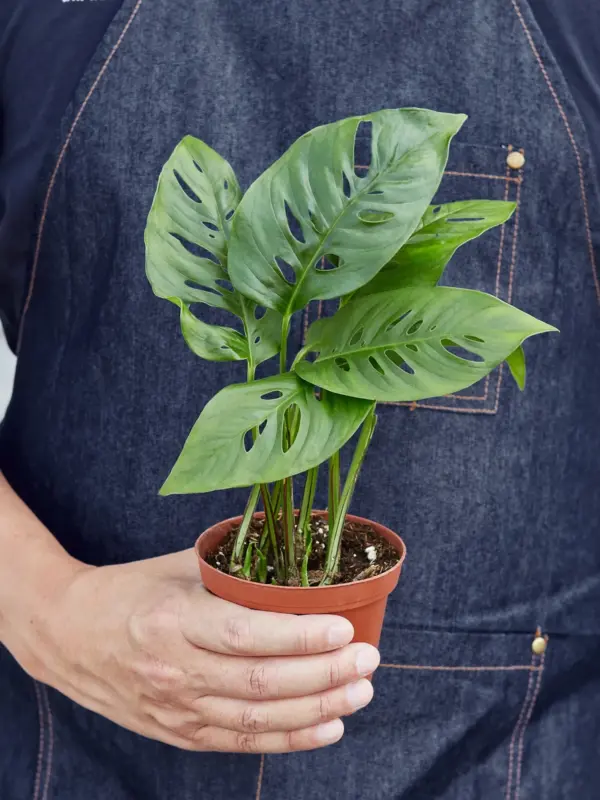 Monstera Adansonii 'Swiss Cheese' — additional view