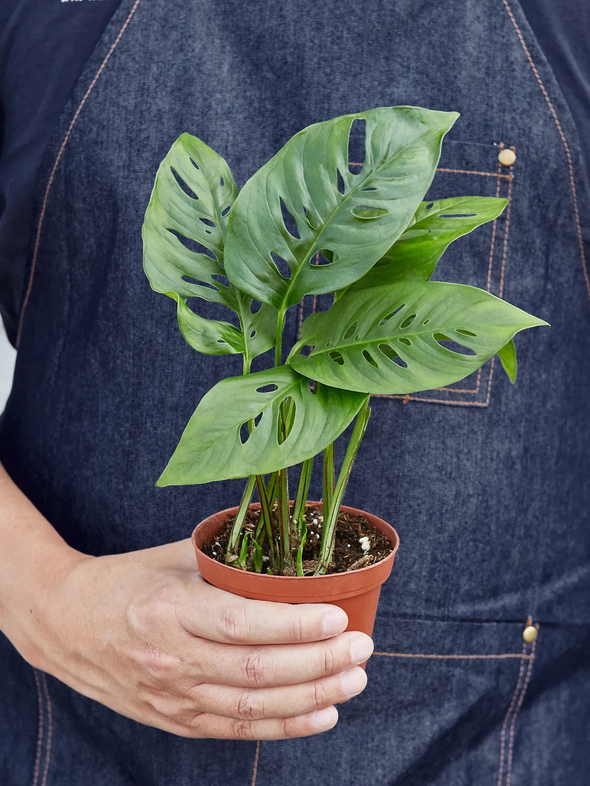 Monstera Adansonii 