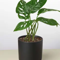 Monstera Adansonii 'Swiss Cheese' — additional view