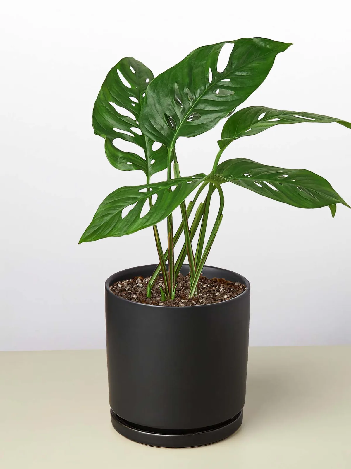 Monstera Adansonii 