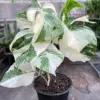 Monstera 'Albo Borsigiana Variegated' houseplant