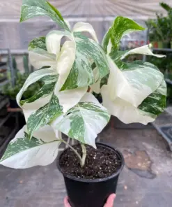 Monstera 'Albo Borsigiana Variegated' houseplant