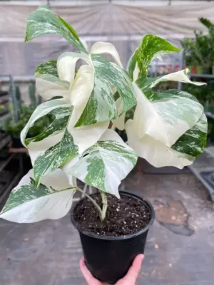 Monstera 'Albo Borsigiana Variegated' houseplant