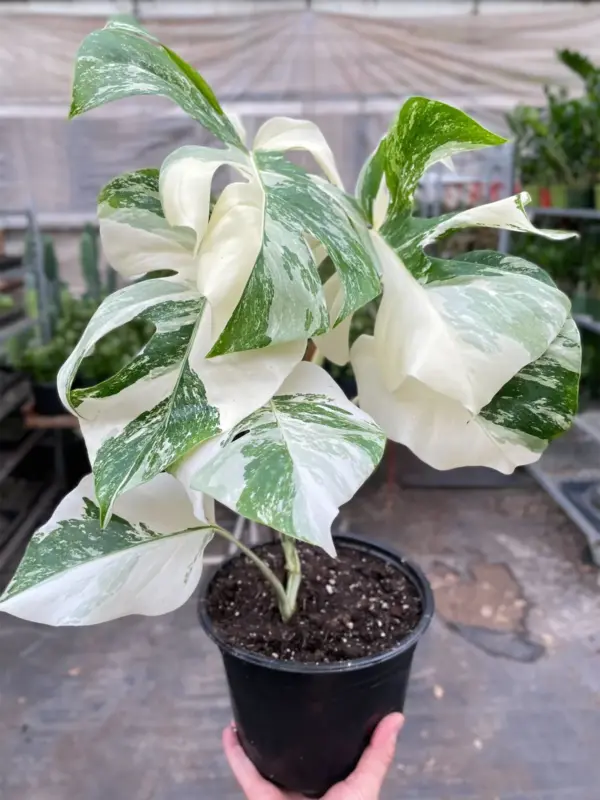 Monstera 'Albo Borsigiana Variegated' houseplant
