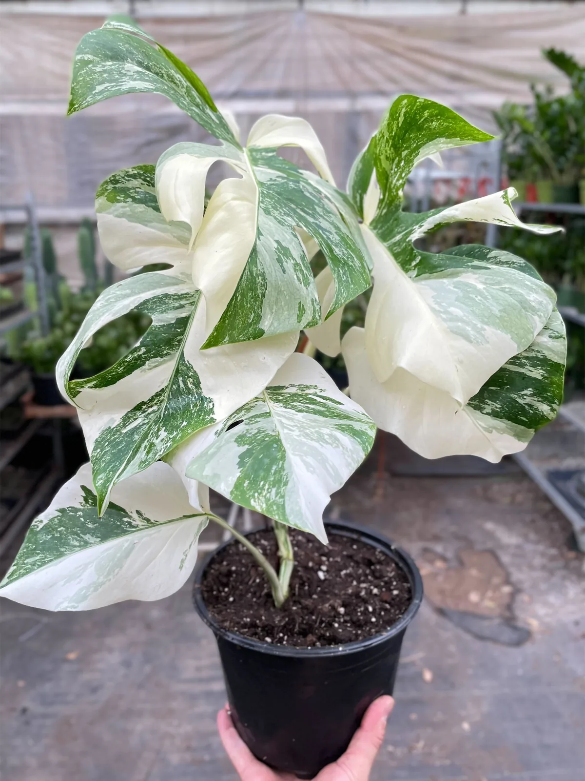 Monstera 