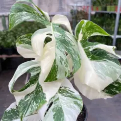 Monstera 'Albo Borsigiana Variegated' — additional view