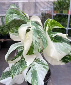 Monstera 'Albo Borsigiana Variegated' — additional view