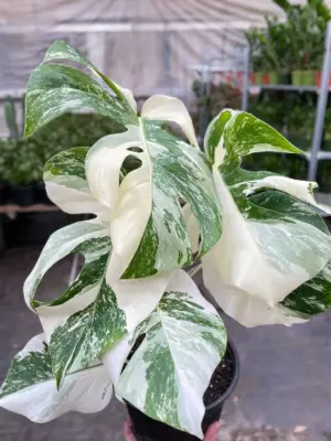 Monstera 'Albo Borsigiana Variegated' — additional view