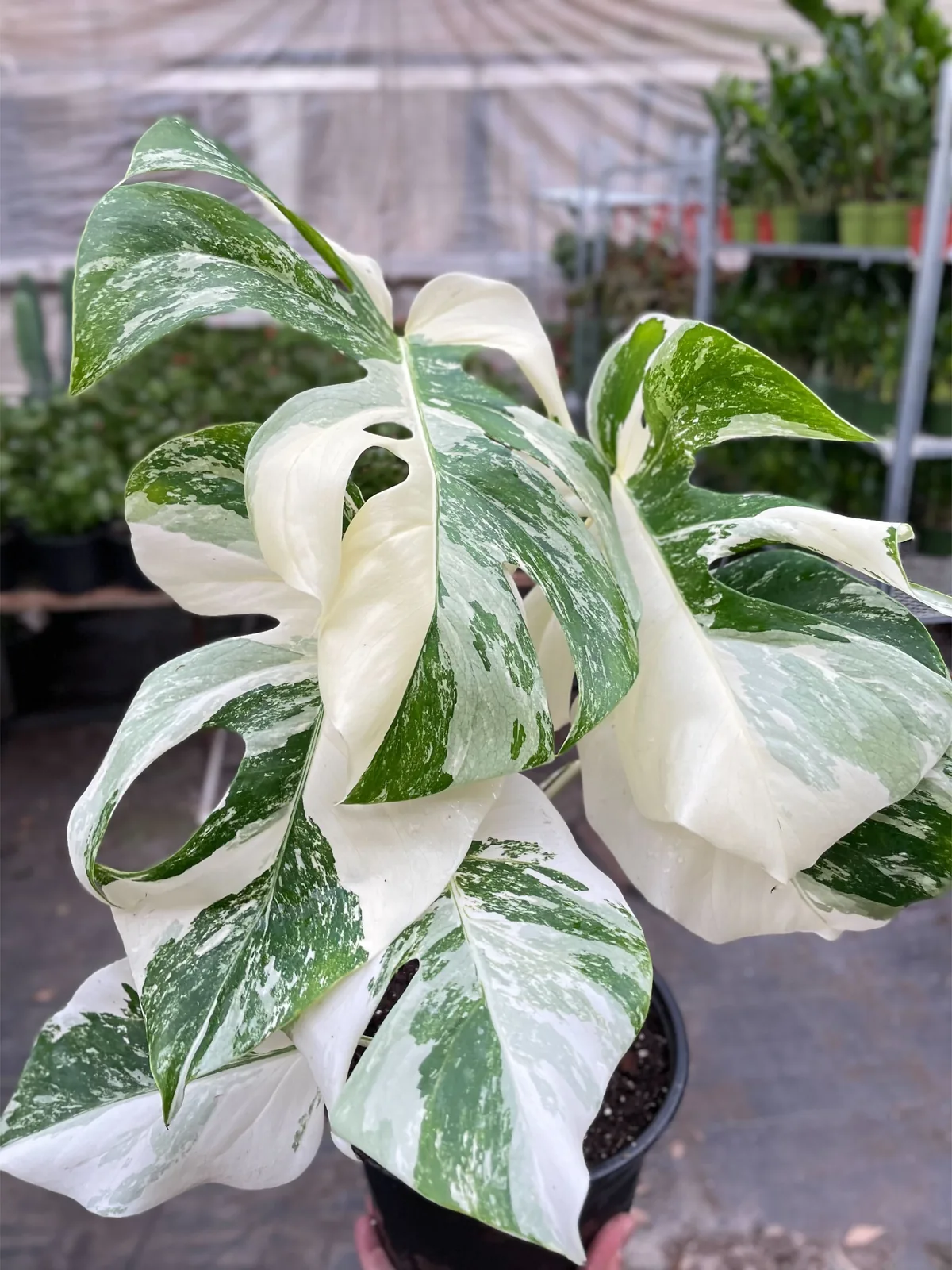 Monstera 