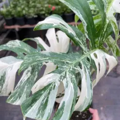 Monstera 'Albo Borsigiana Variegated' — additional view