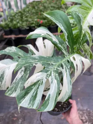 Monstera 'Albo Borsigiana Variegated' — additional view