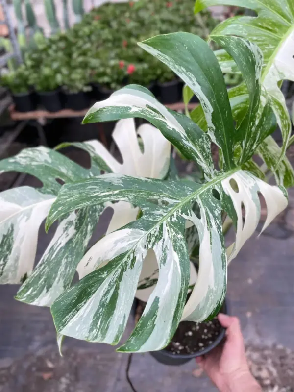 Monstera 'Albo Borsigiana Variegated' — additional view