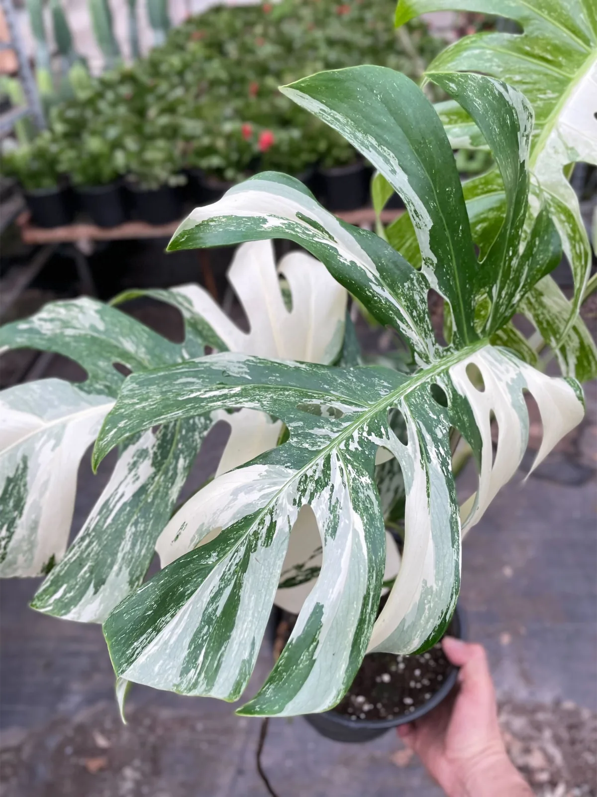 Monstera 