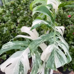 Monstera 'Albo Borsigiana Variegated' — additional view