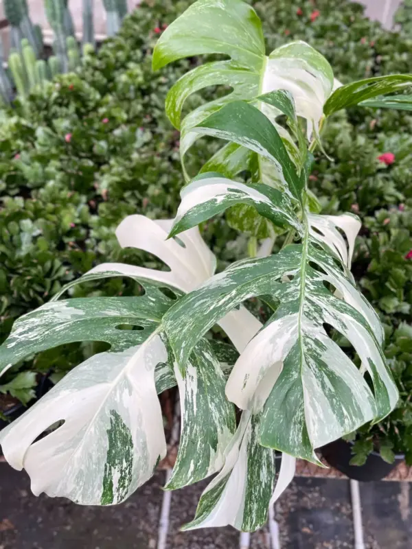 Monstera 'Albo Borsigiana Variegated' — additional view