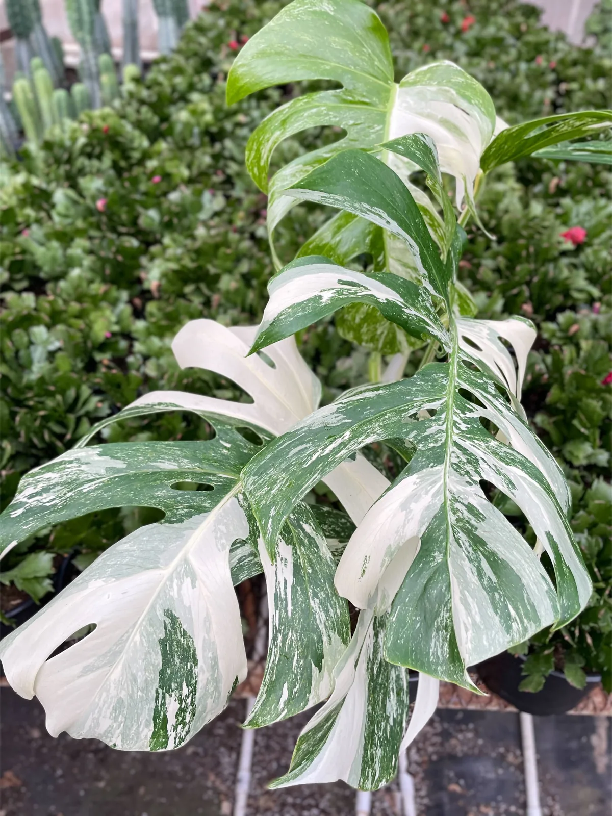 Monstera 