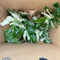 Monstera 'Albo Borsigiana Variegated' — additional view