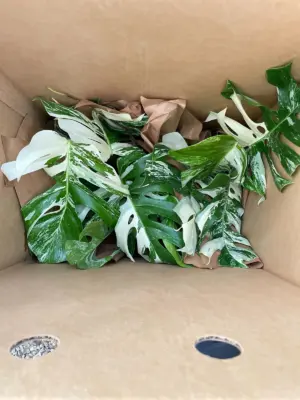 Monstera 'Albo Borsigiana Variegated' — additional view